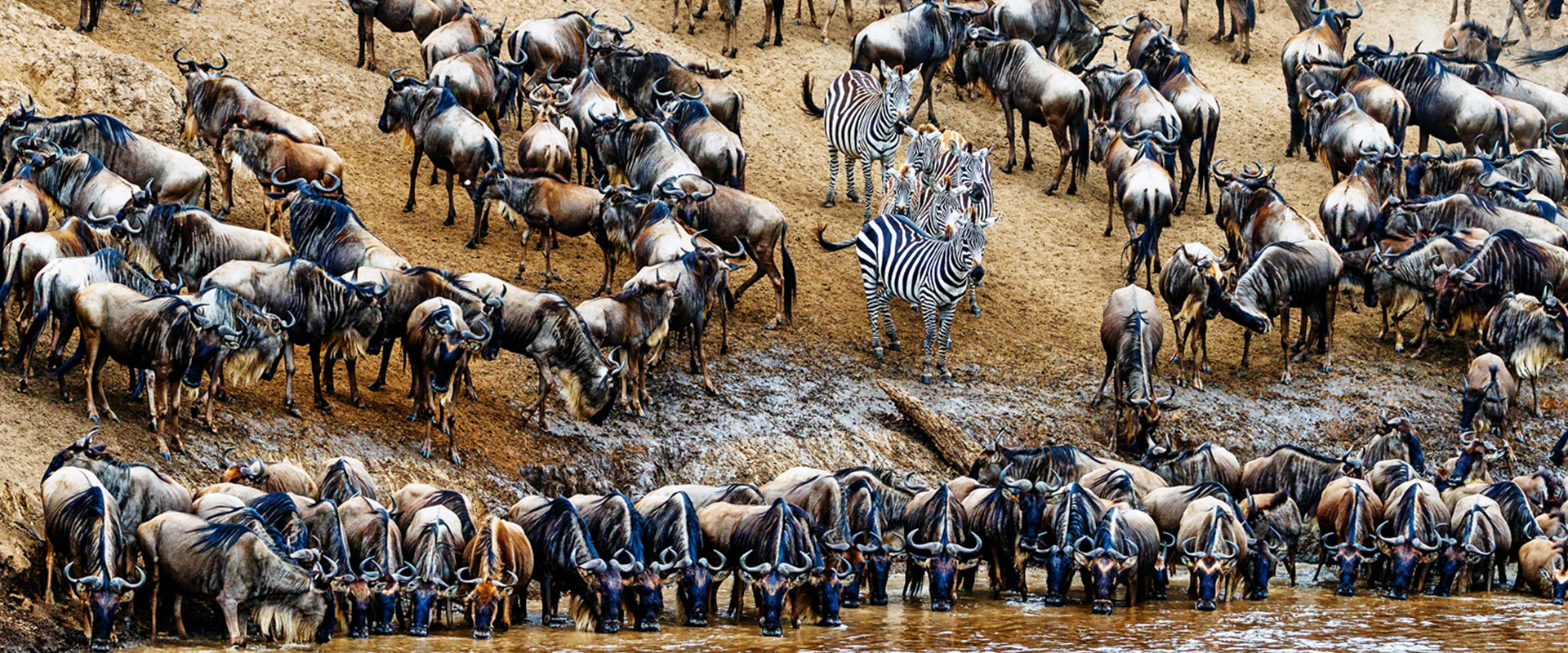 zebras-and-wilderbeasts-at-the-river-bank