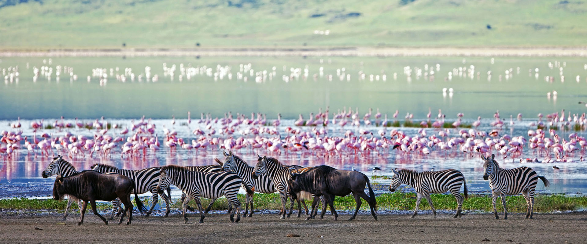 zebras-wilderbeasts-and-flamingoes